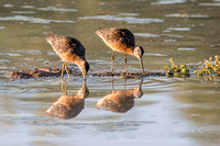 Spotted Sandpipers