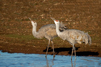 A Pair of Sandhill Cranes