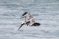 Pelican diving