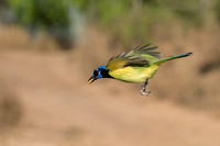 Green Jay in Flight