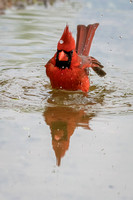 Cardinal Bathing