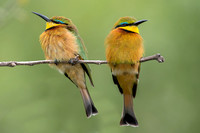 Cinnamon-chested Bee Eater