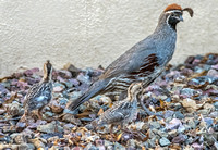 Gambel's Quail with Two Chicks