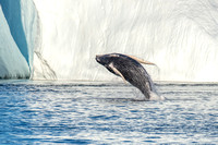 Humpback Whale Leaping