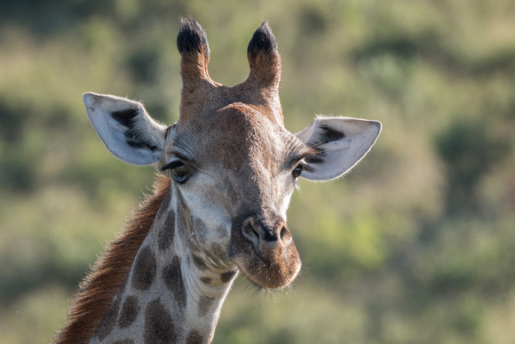 Giraffe up Close