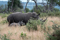 White Rhino Mother and Baby