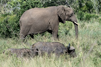 Cape Buffalo and Elephant