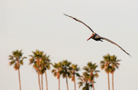 Pelican and Palm Trees