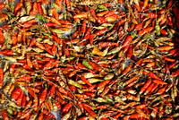 Chilis Drying