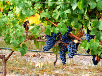 Grapes, Brown Hills Winery