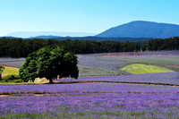 Lavender Farm, Tasmania