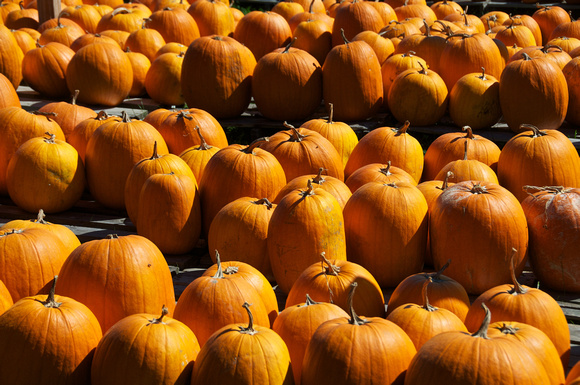 Pumpkins at a Farmstand