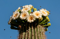 More Saguaro blossoms