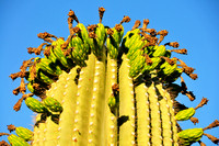 Saguaro Fruit