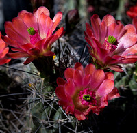 Claret-Cup Cactus