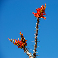 Closeup of Ocotillo blossoms