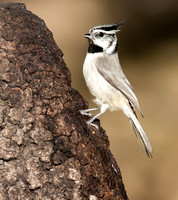 Bridled Titmouse