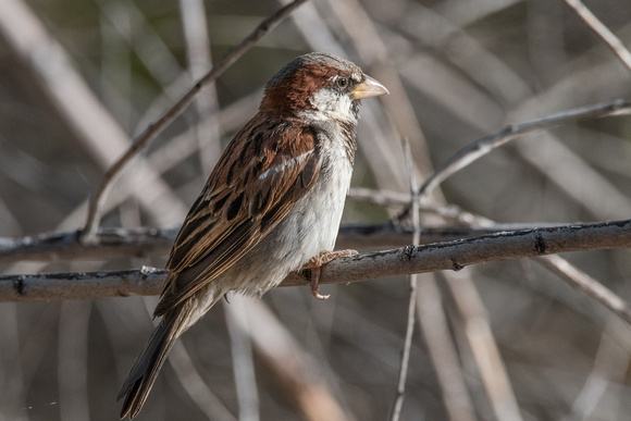 House Sparrow