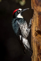 Acorn Woodpecker