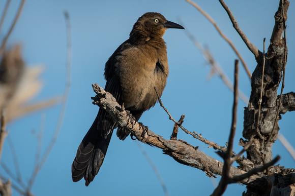 Great-Tailed Grackle