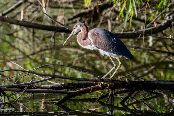 Tri-Color Heron