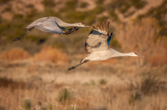 A Pair of Cranes