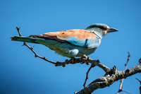 European Roller