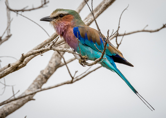 Lilac-Breasted Roller