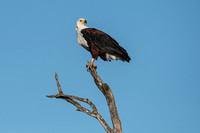 Fish Eagle