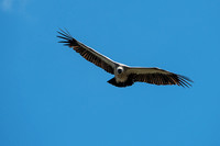 Vulture