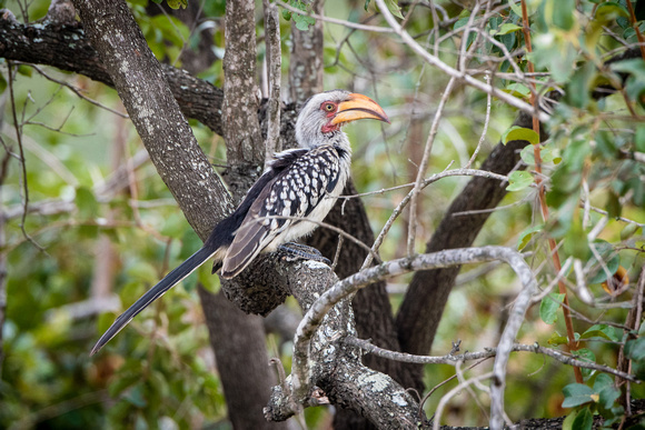 Yellow-Billed Hornbill