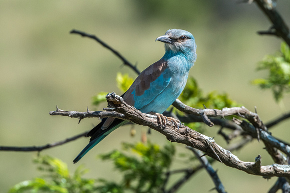 European Roller