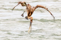 Pelican diving