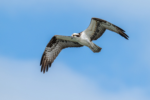 Osprey