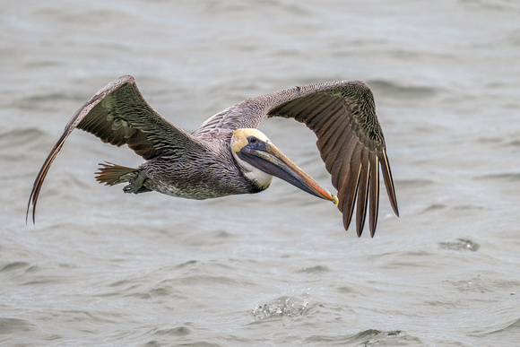 Pelican