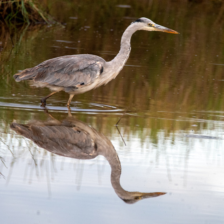 Grey Heron