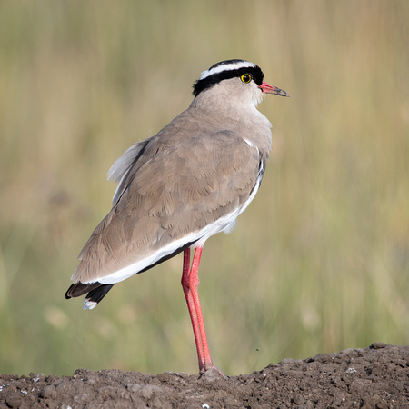 Crowned Plover