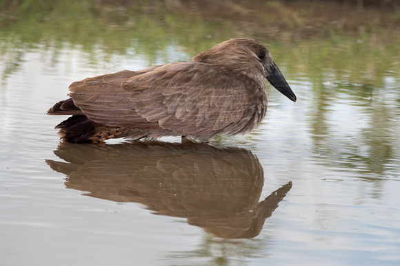 Hamerkop