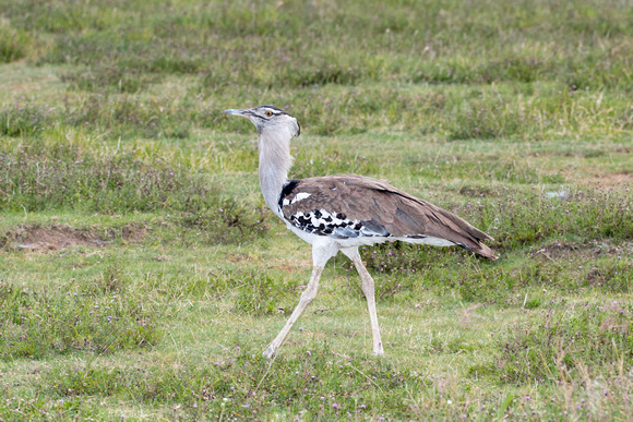 Kori Bustard