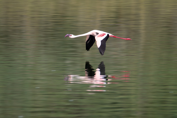 Flamingo