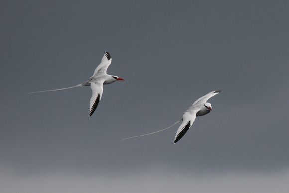 Red-billed Tropicbird