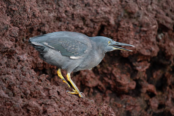 Lava Heron