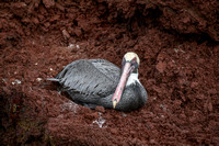 Pelican
