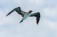 Blue-footed Booby