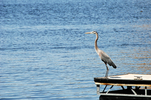 Great Blue Heron