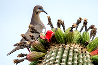 White-Winged Dove