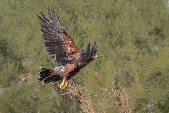 Harris's Hawk