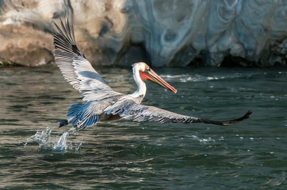 Pelican
