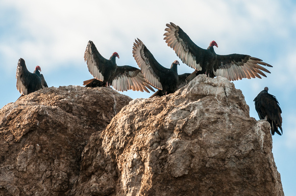 Turkey Vultures