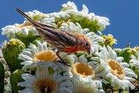 House Finch on a Saguaro